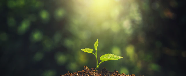 Young Plant Growing