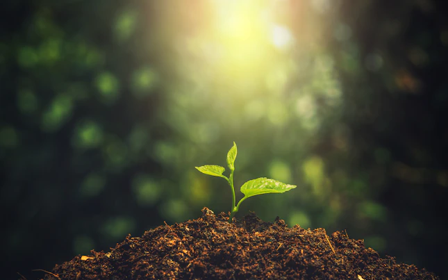 Young Plant Growing