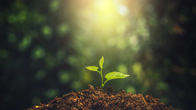 Young Plant Growing
