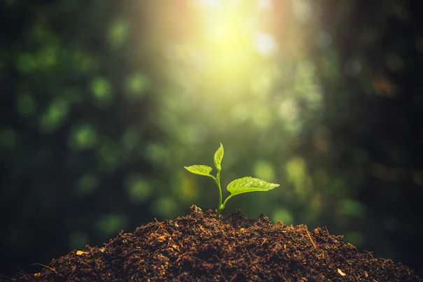 Young Plant Growing