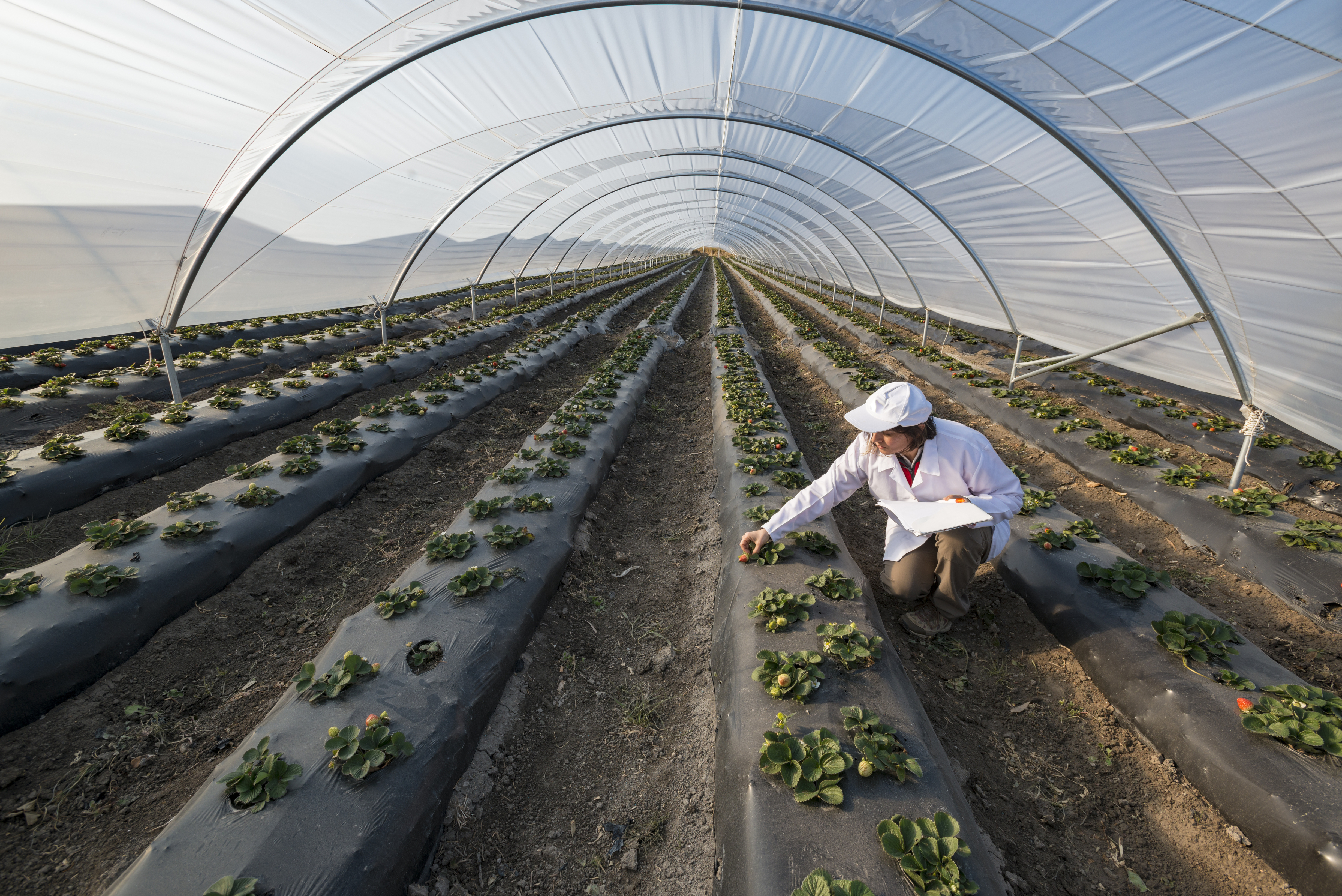 Agri Engineer in a Greenhouse