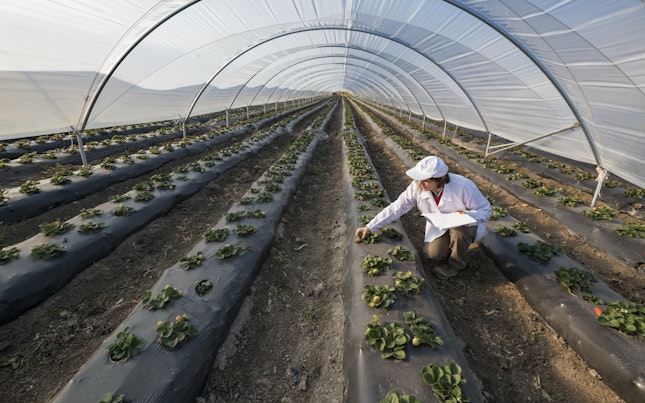 Ingeniero Agrónomo en Invernadero