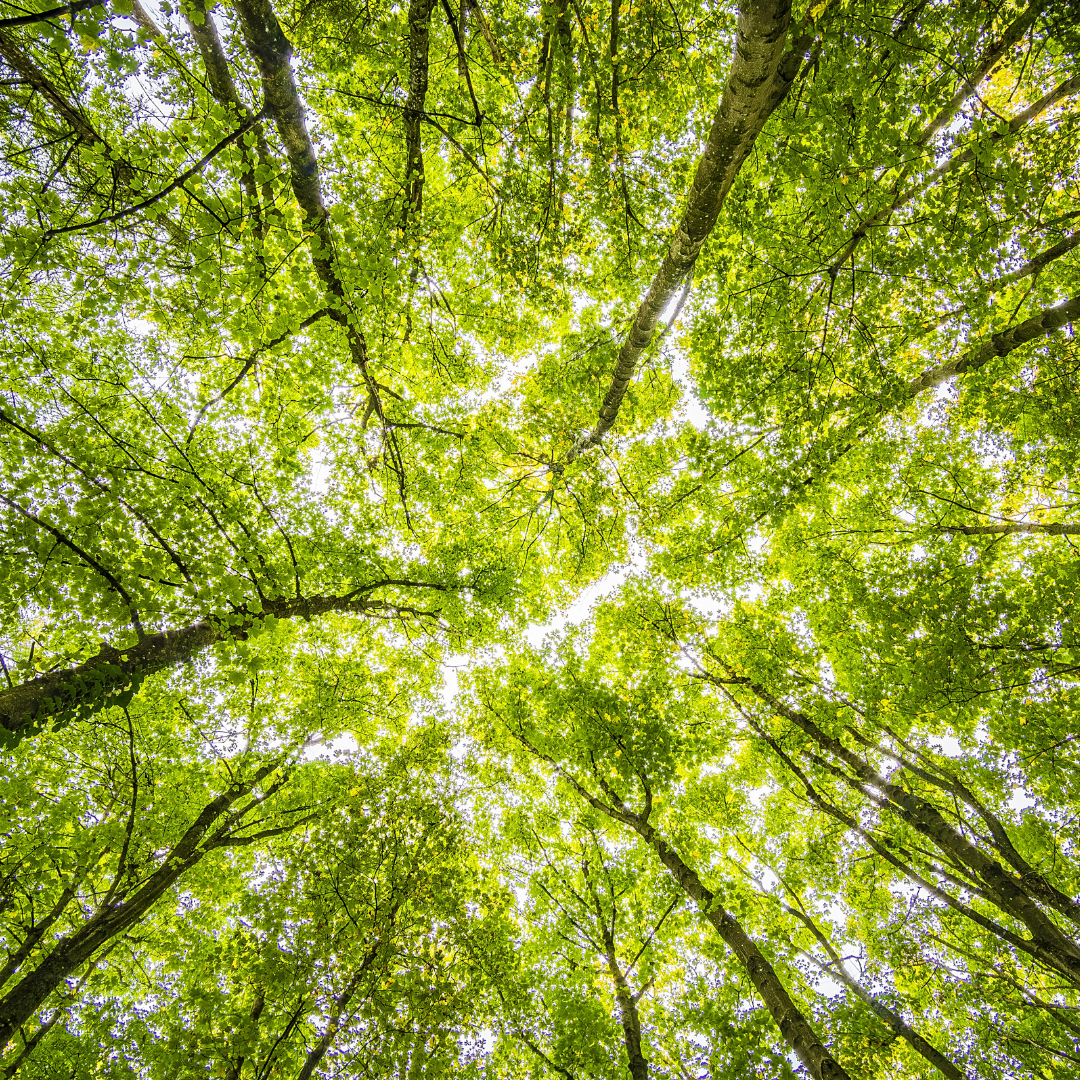 Bottom view of trees
