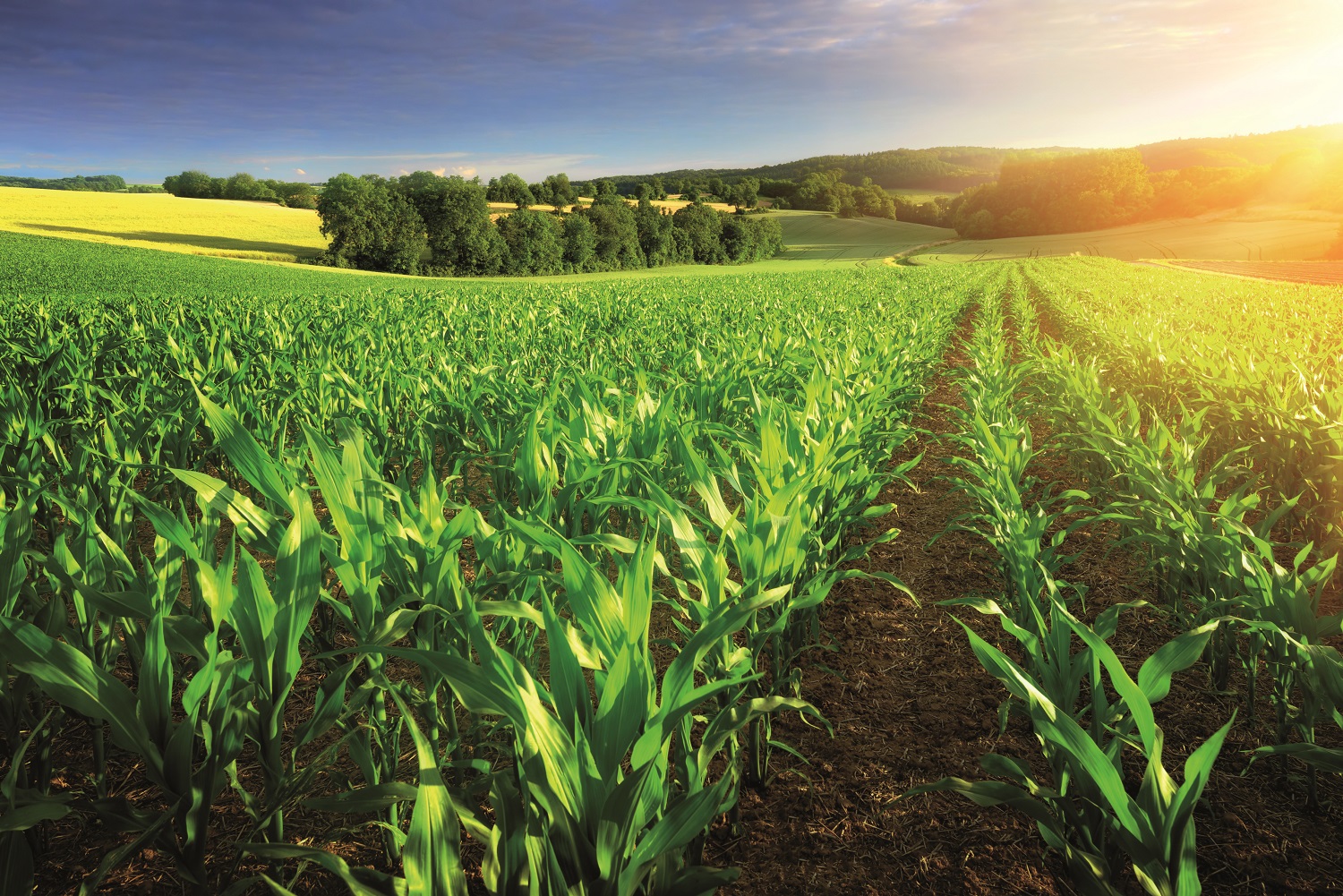 Corn Field 2