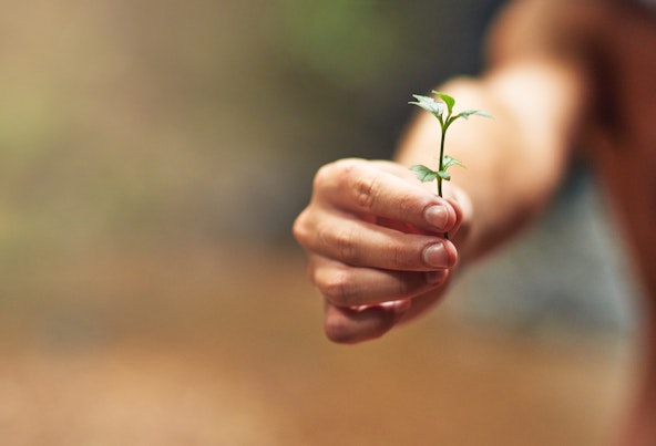 Snímek osoby držící malou rostlinu