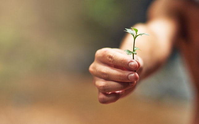 Cropped Shot of a Person Holding a Small Plant