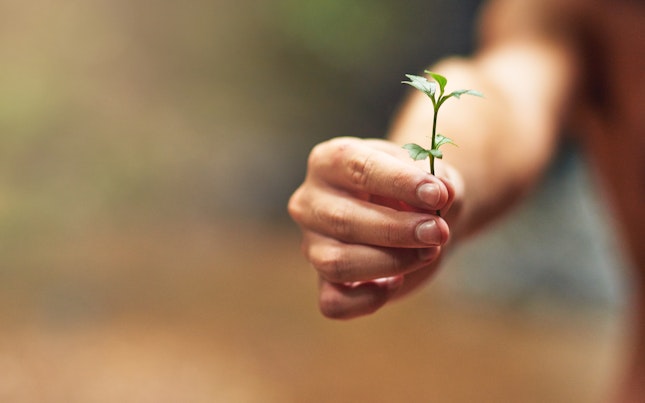 Imaginea unei persoane care ține o plantă mică