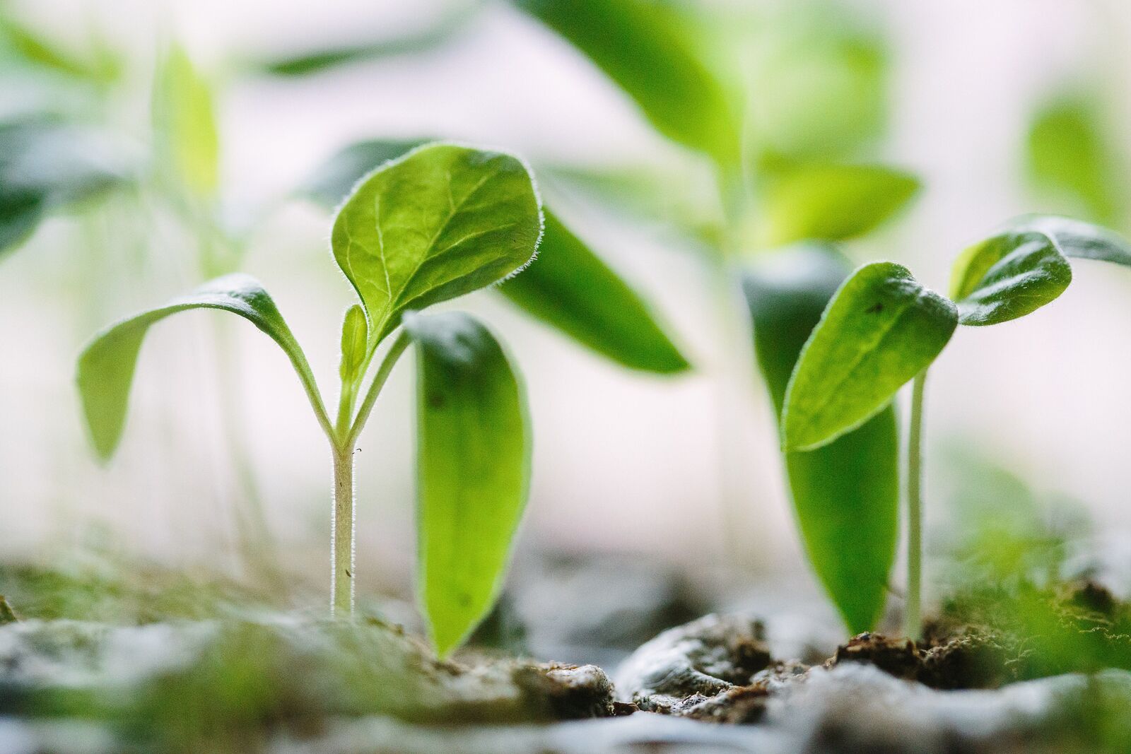 Growing Plants in Soil