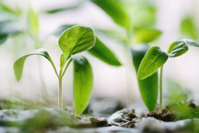 Growing Plants in Soil