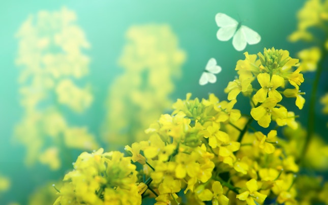 Blumen und Schmetterlinge