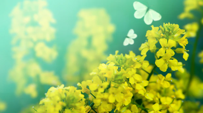 Flowers and Butterflies