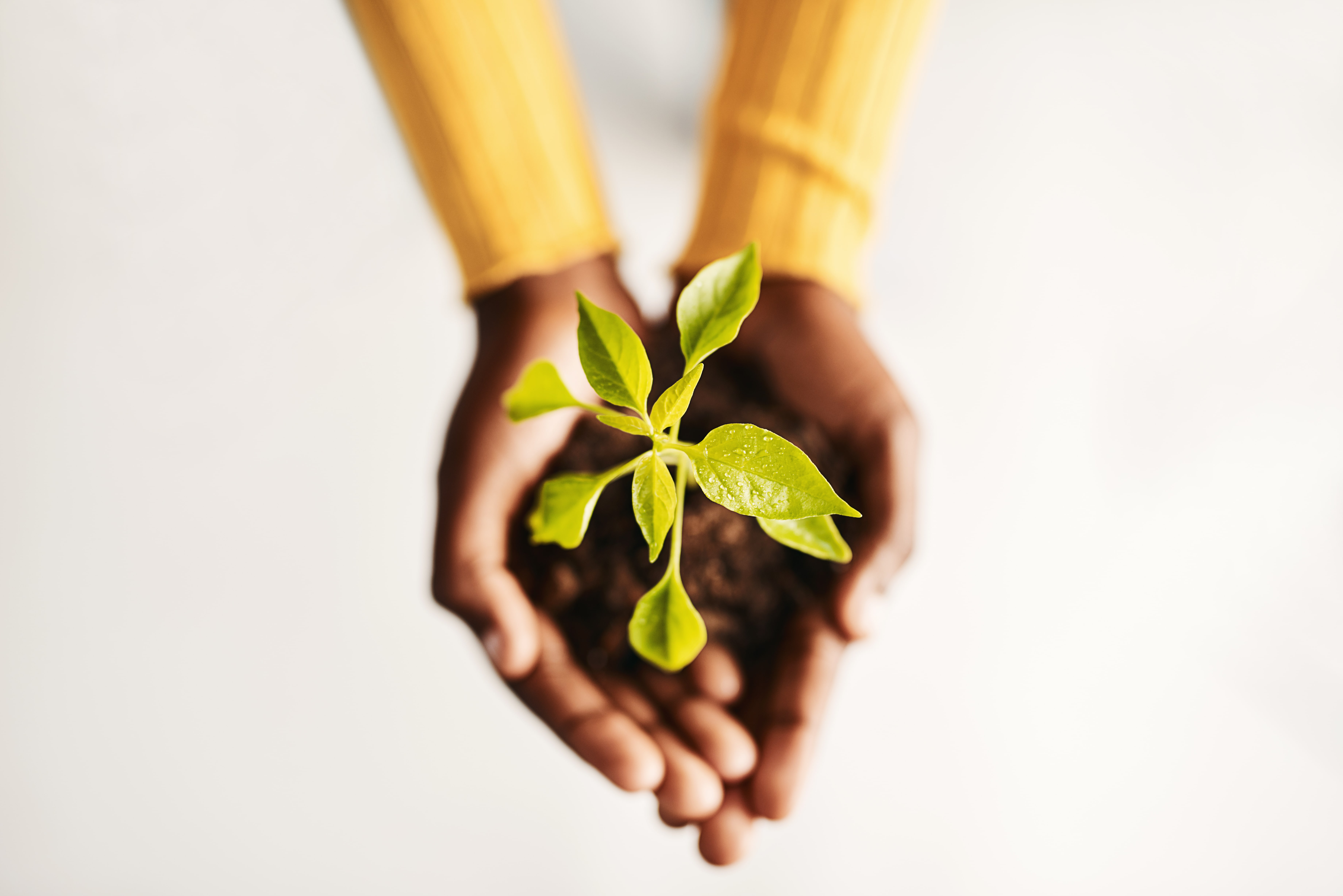 High Angle Shot of a Woman Holding a Plant Growing out of Soil