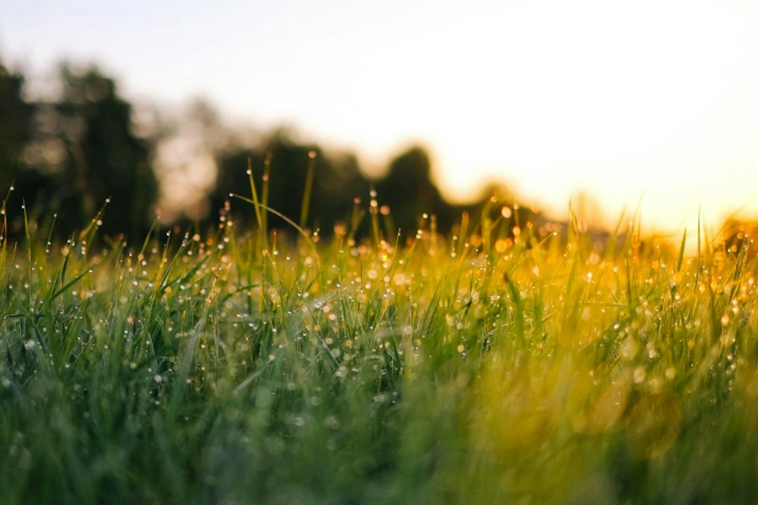 Morgentau auf Gras