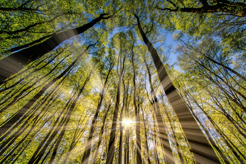 Orig Low Angle View of a Forest Unsplash