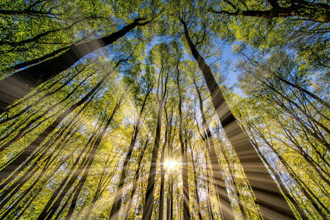 Orig Low Angle View of a Forest Unsplash
