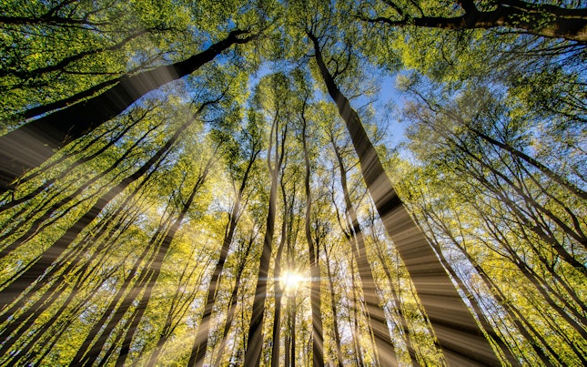 Orig Low Angle View of a Forest Unsplash