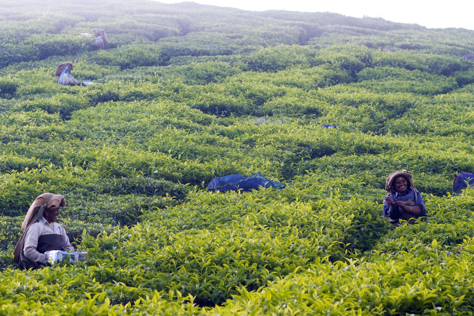 Tea Garden Workers