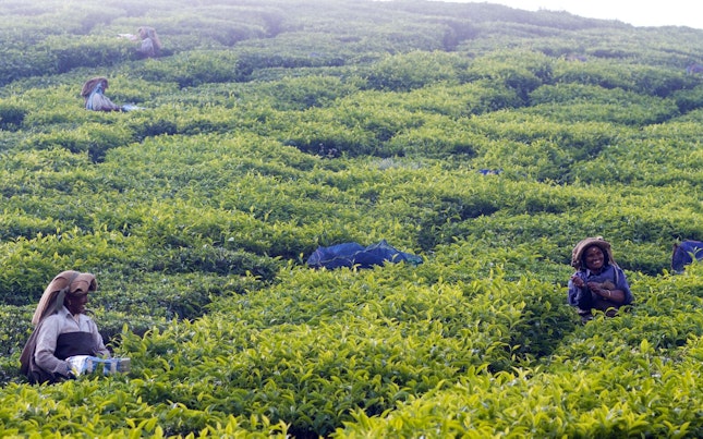 Tea Garden Worker