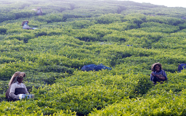 Tea Garden Workers