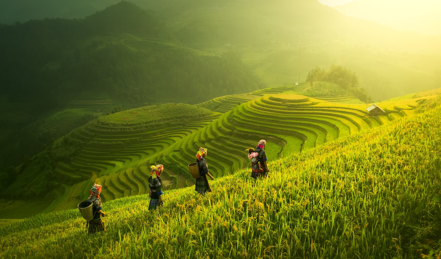 Women Working in Rice Field