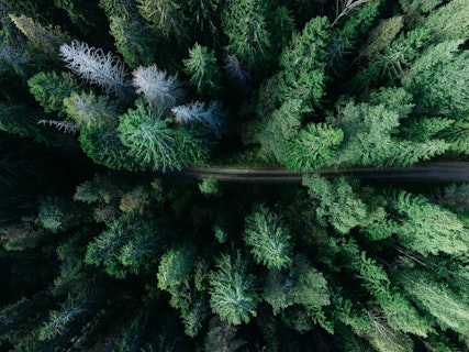 Road Inside Dense Forest