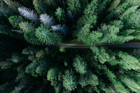 Road Inside Dense Forest