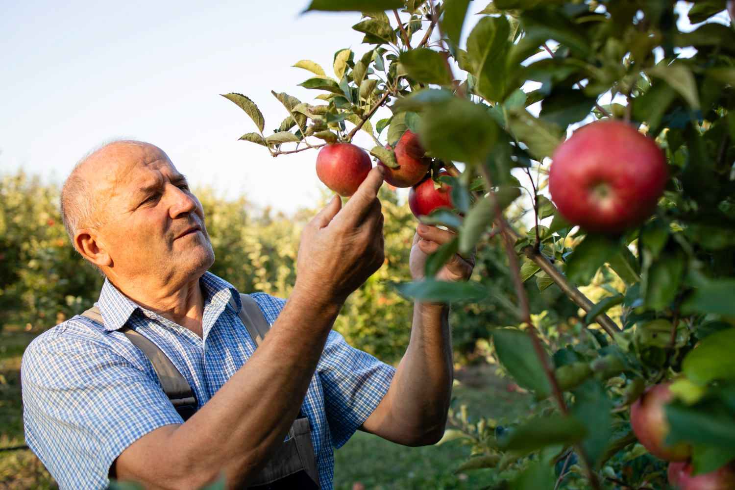 Plantación de manzanas