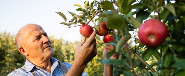 Plantación de manzanas