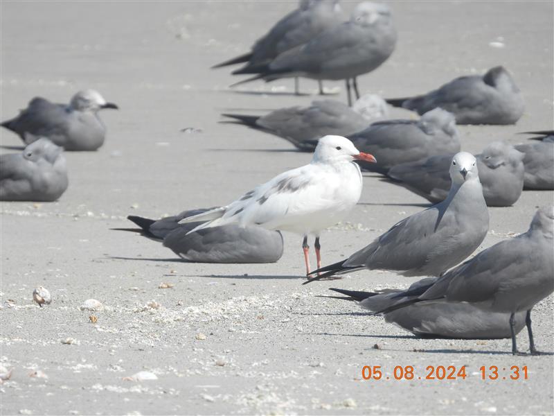 Gaviota Garuma alvina
