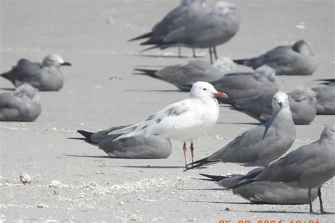 Gaviota Garuma alvina