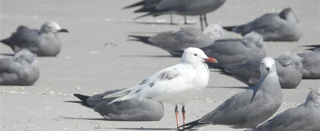 Gaviota Garuma alvina