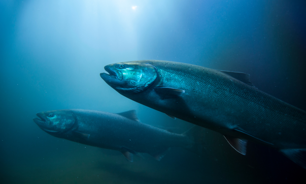 Salmón en el agua