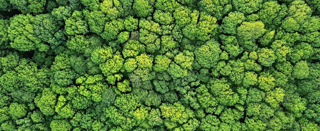 Aerial View of a Green Forest in Spring