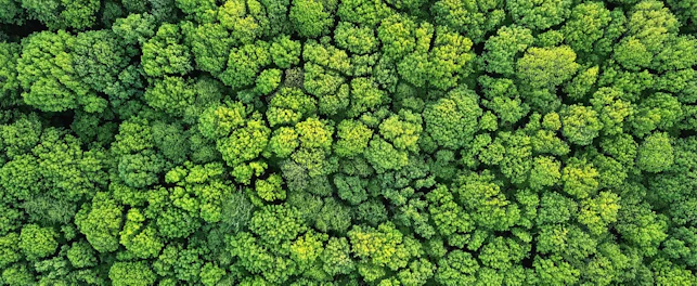 Aerial View of a Green Forest in Spring