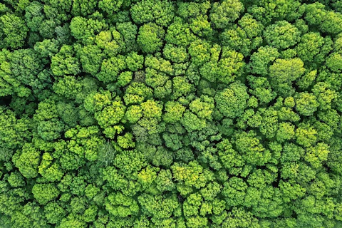 Aerial View of a Green Forest in Spring