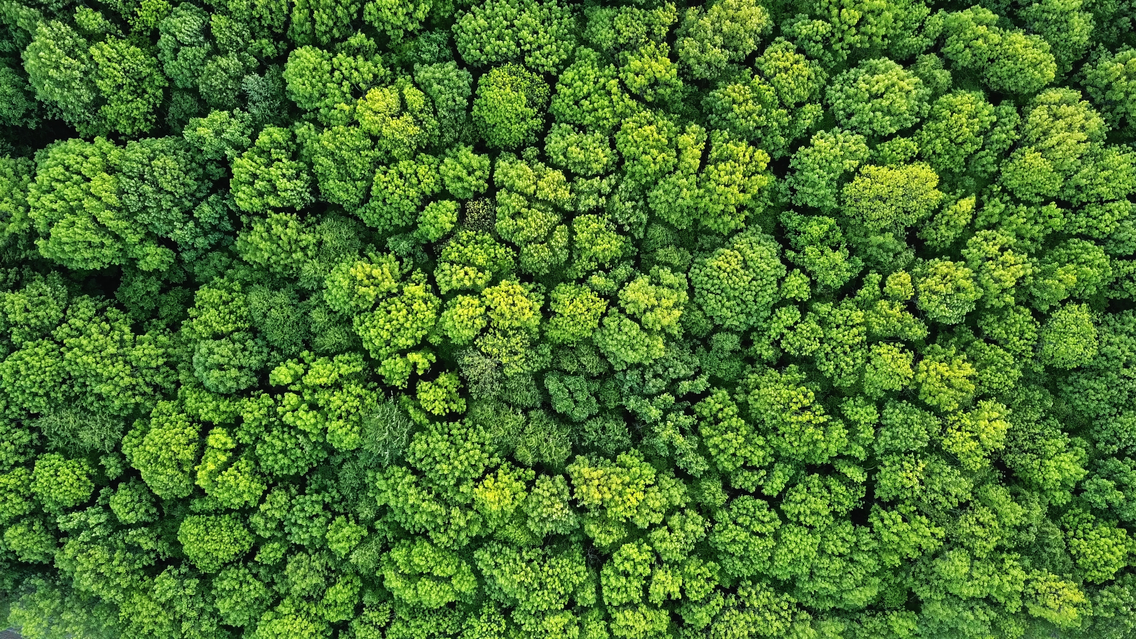 Aerial View of a Green Forest in Spring