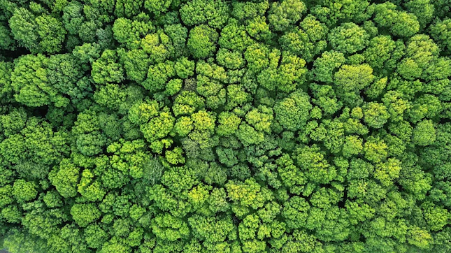 Aerial View of a Green Forest in Spring