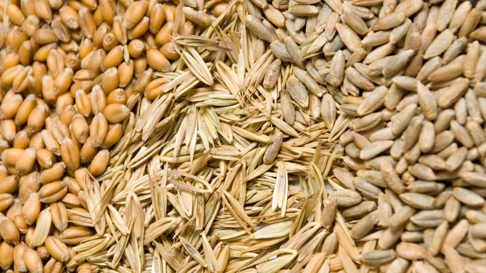 Grains, Analyses, Officielles