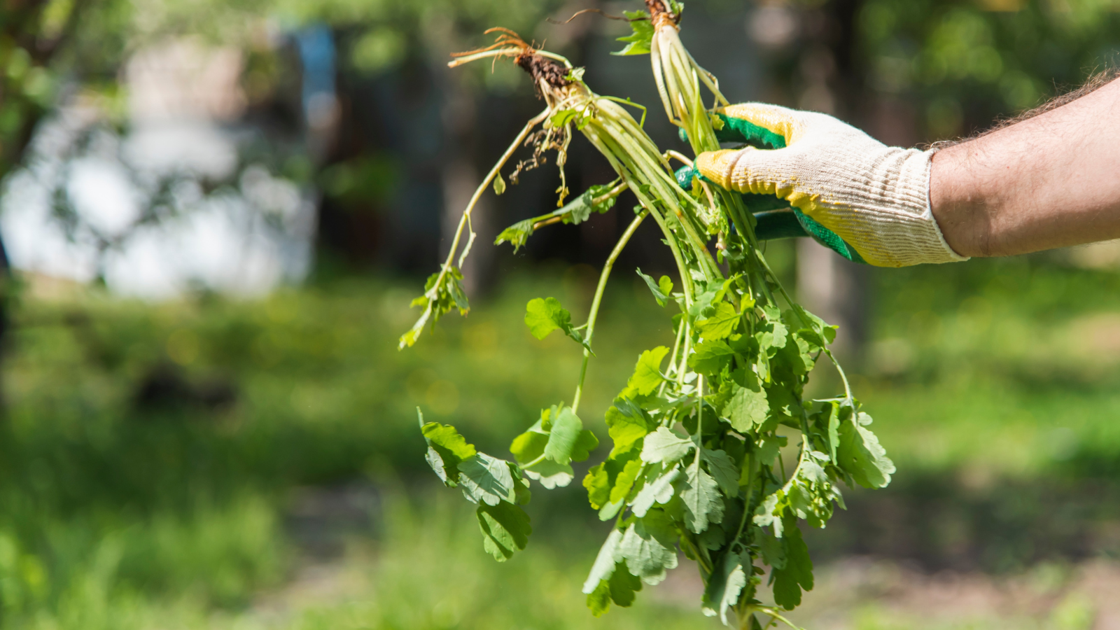Mauvaises herbes