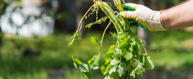 Mauvaises herbes