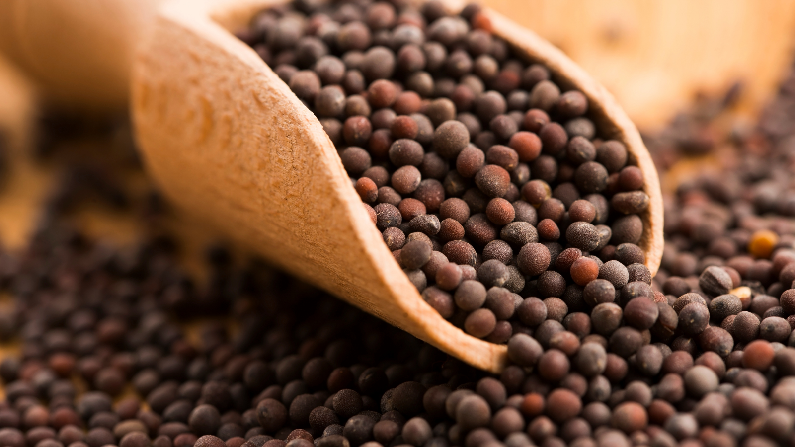 Graines, Moutarde, Qualité, Sécurité