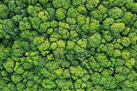 aerial view of a forest