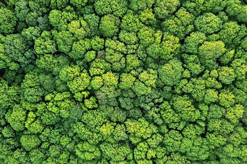 aerial view of a forest