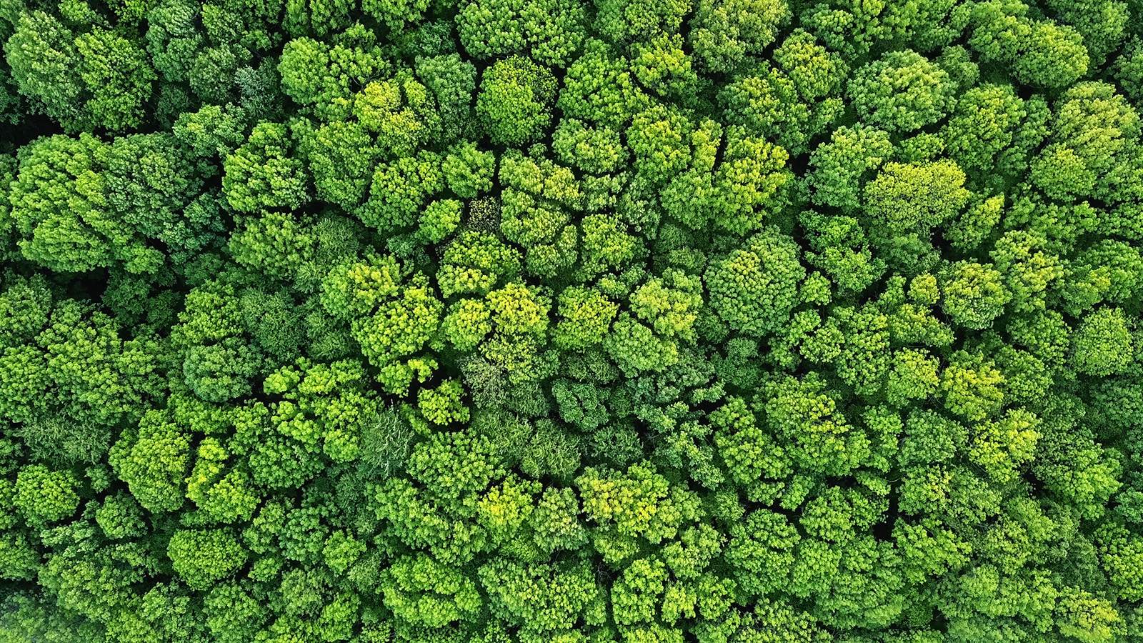 aerial view of a forest