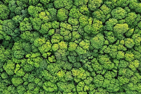 aerial view of a forest