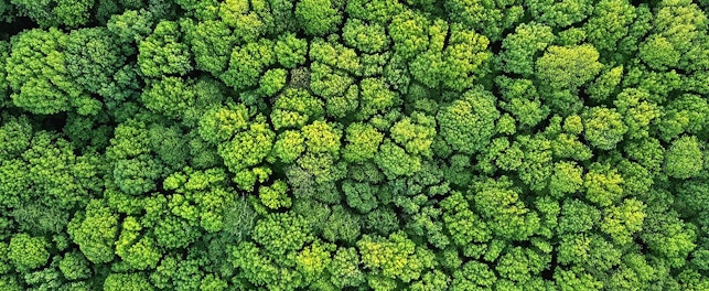 aerial view of a forest