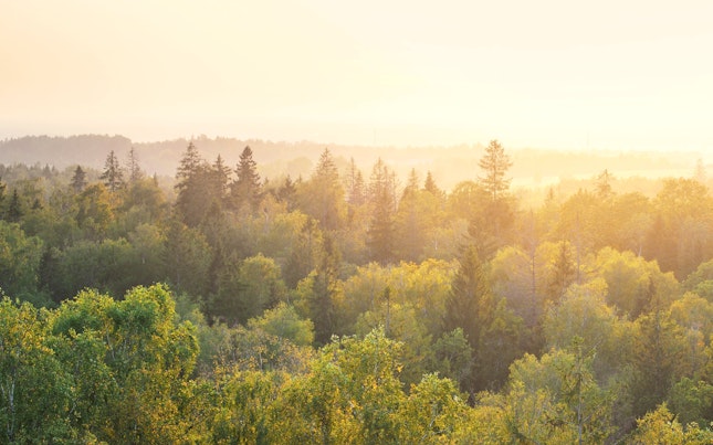 Panoramic View of a Forest at Sunset