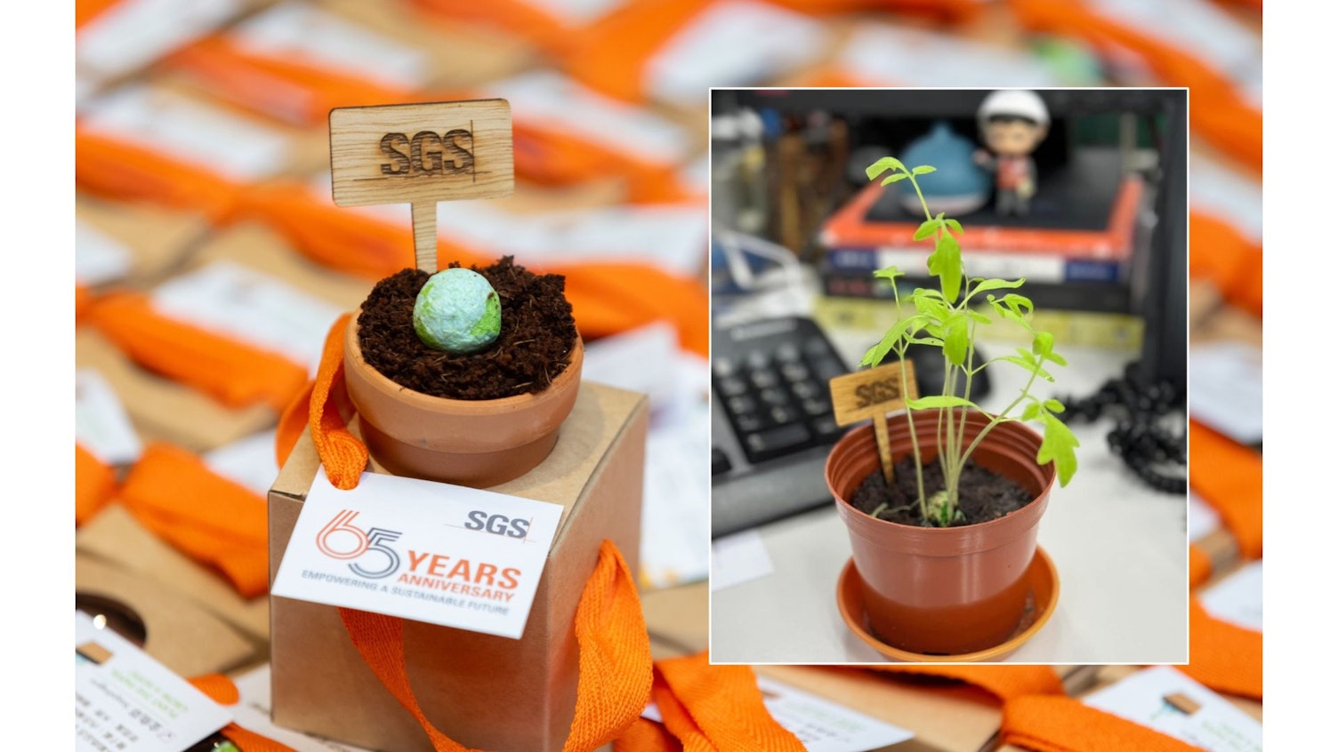 SGS HK 65th Anniversary Celebration Seed Pot 3