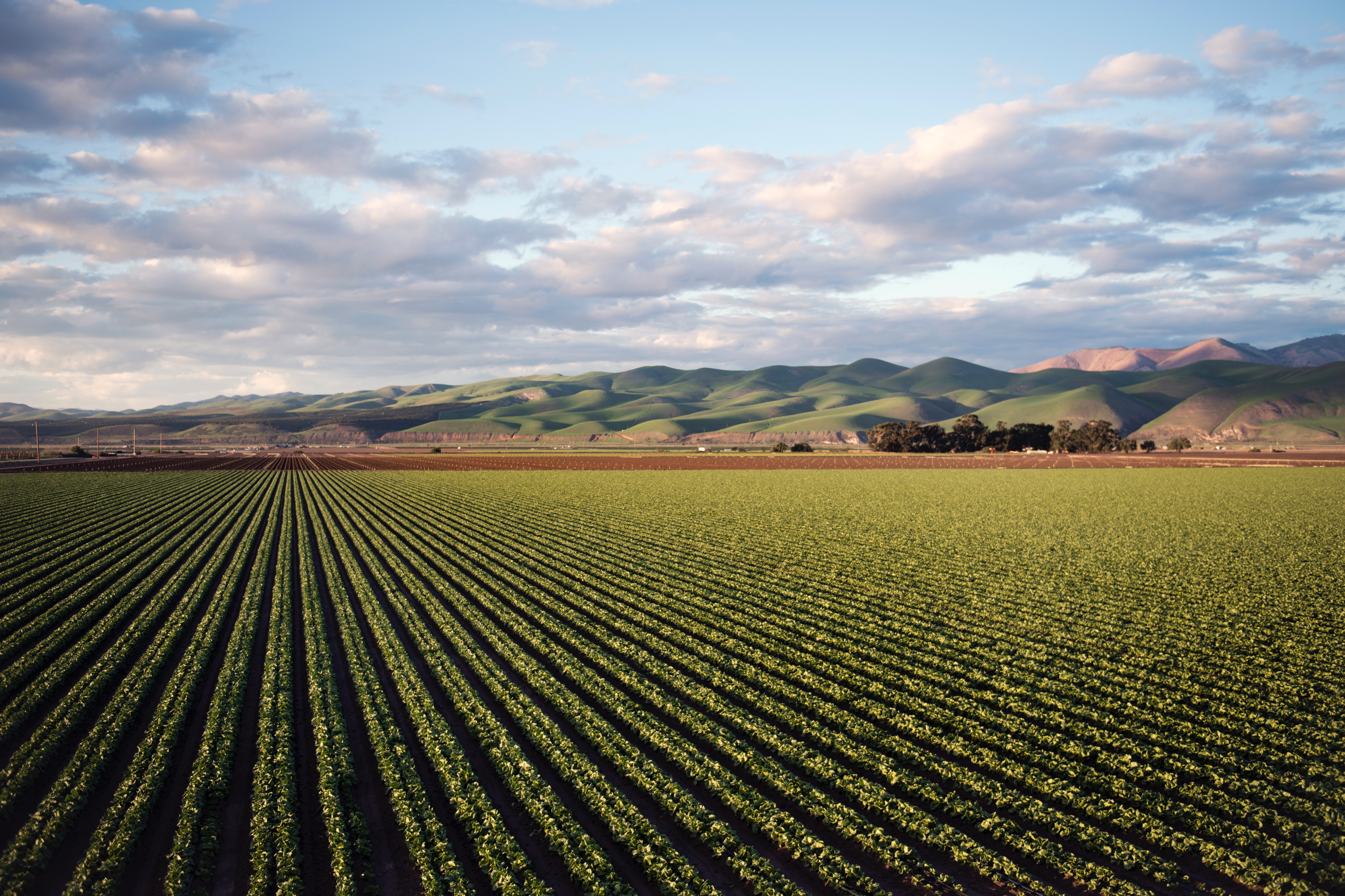 Green agriculture field