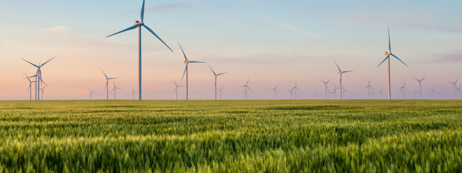 Group of Windmills for Electric Power Production in a Green Field of Wheat